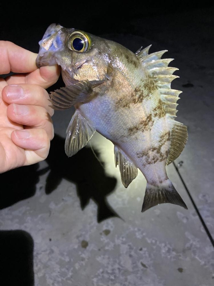 順調20㎝クラス