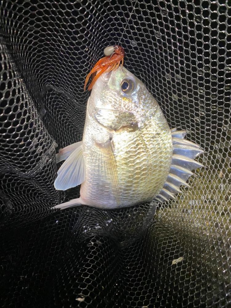 薄まってきたカフェオレチニング