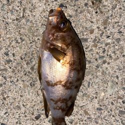 マイクロメバルでも