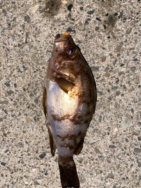 マイクロメバルでも