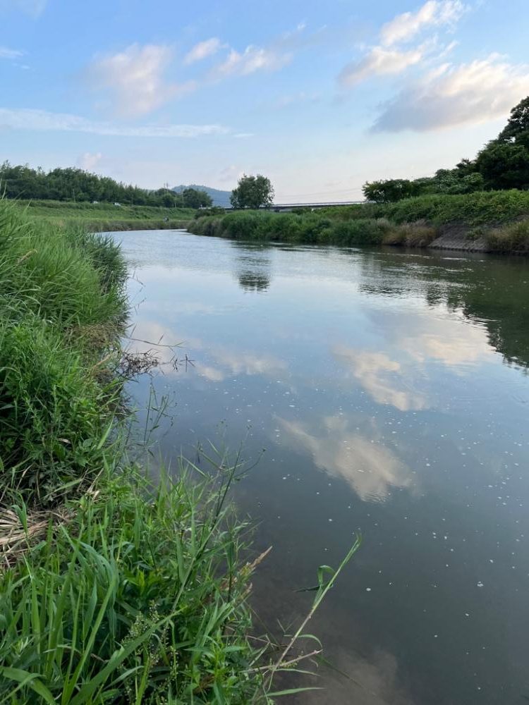 コアユ、ニゴイ、ハス