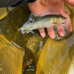 天川村　鮎釣り