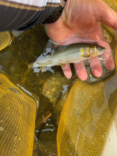 天川村　鮎釣り