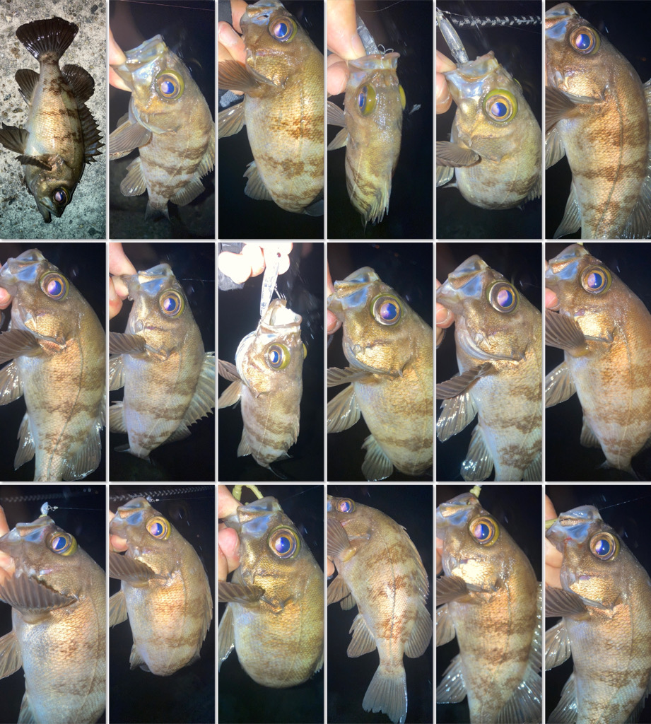 2022ライトゲーム第19戦