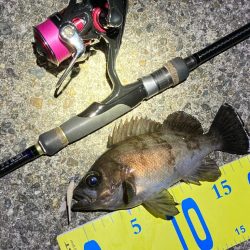 好調続く明石のメバリング