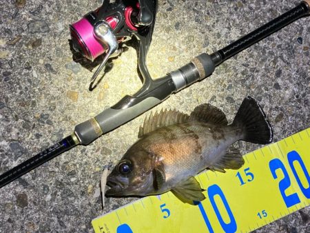 好調続く明石のメバリング