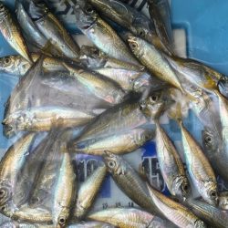 キス釣り、アジ釣り