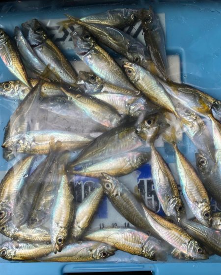 キス釣り、アジ釣り