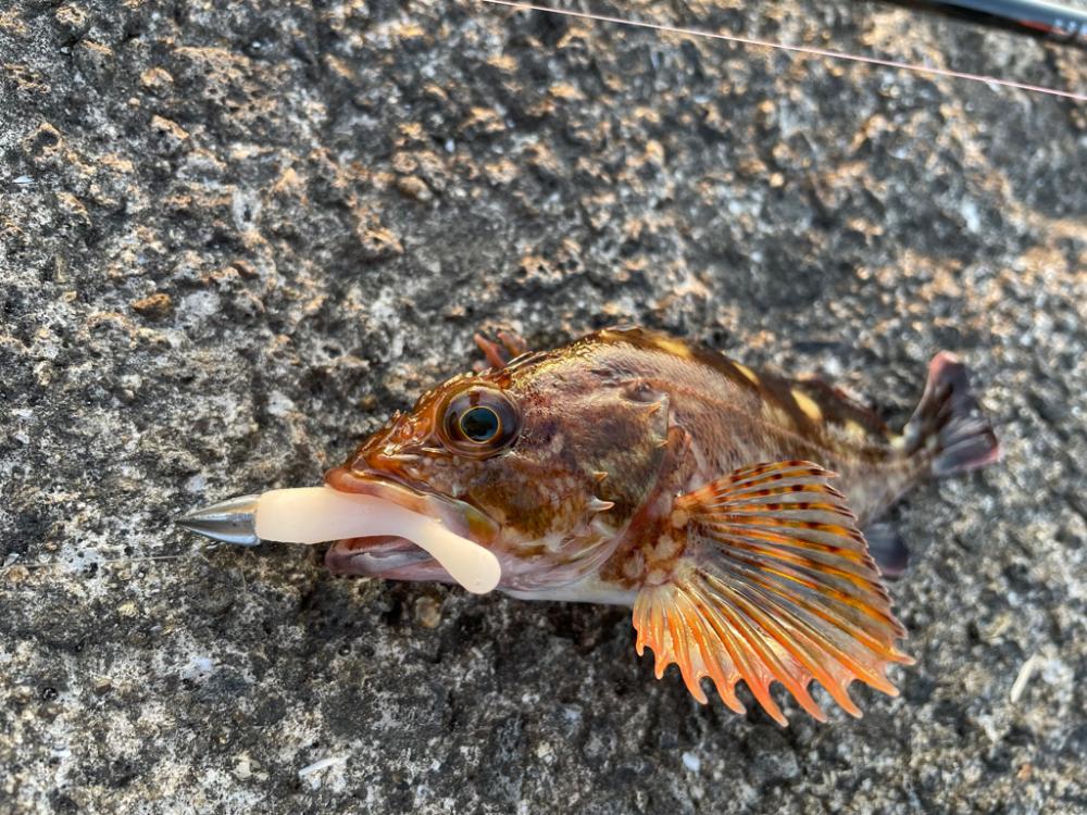 青物撃沈でもライトワインドが熱い！