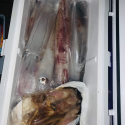 玄界灘で夜焚きイカメタル　良型連発