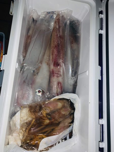 玄界灘で夜焚きイカメタル　良型連発