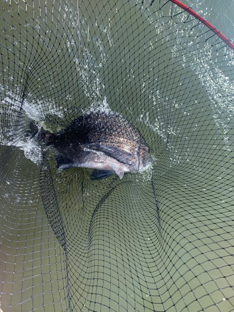 チニング開拓成功！！大満足すぎる49センチ！