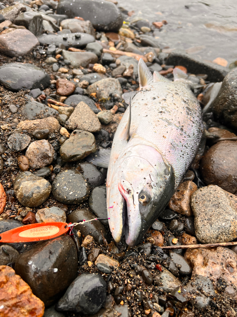 ショア　サクラマス