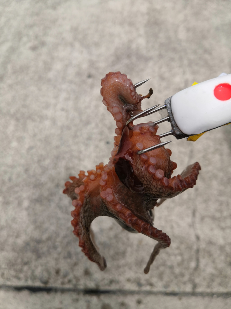 タコシーズン始まり