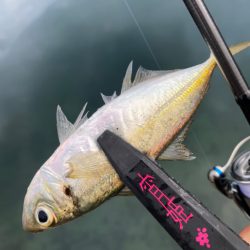 宵姫天S52UL鱗付け