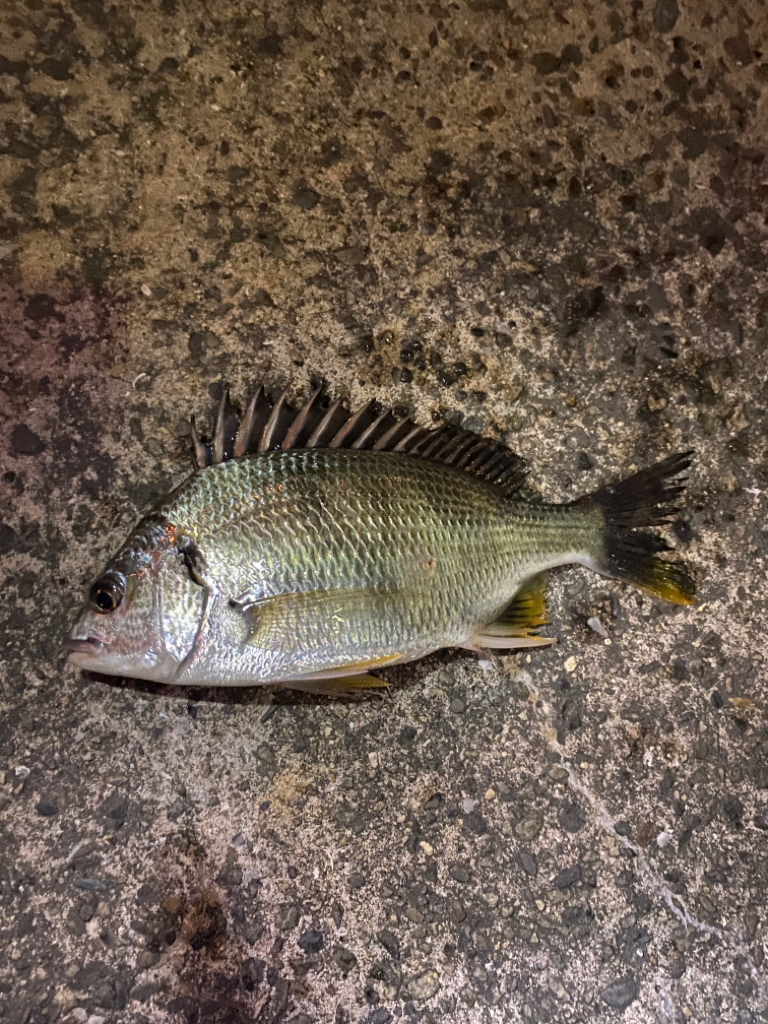 ヘチってきました