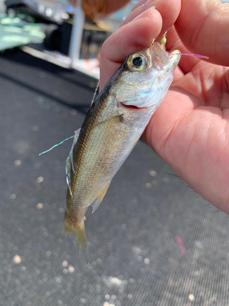 いろいろいつもの