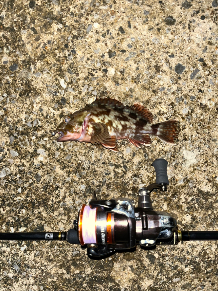 ガシラ活性高し