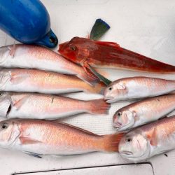 シロアマダイ釣り