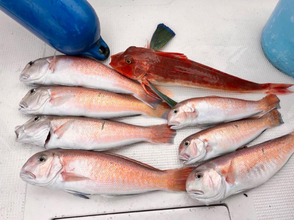 シロアマダイ釣り