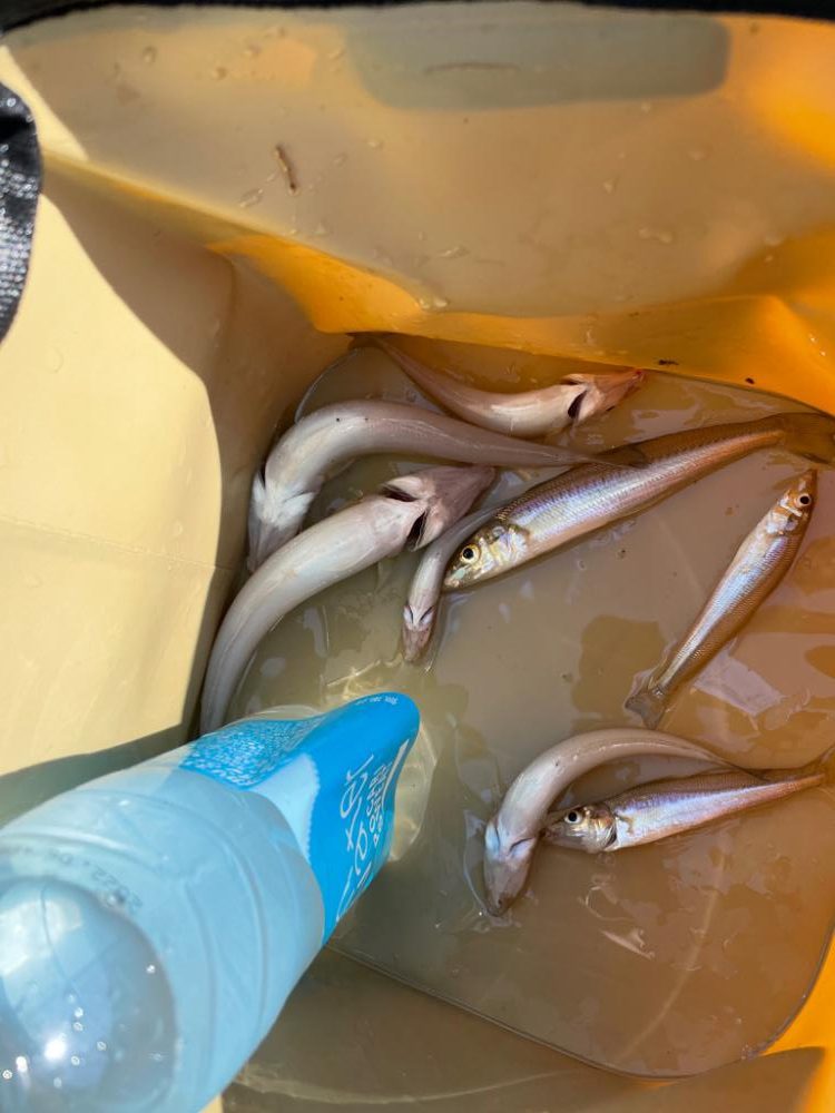 久しぶりのキス釣り