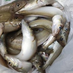 中ノ瀬でシロギス釣り