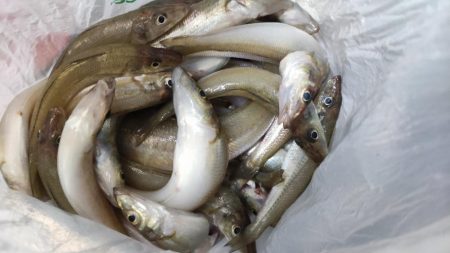 中ノ瀬でシロギス釣り