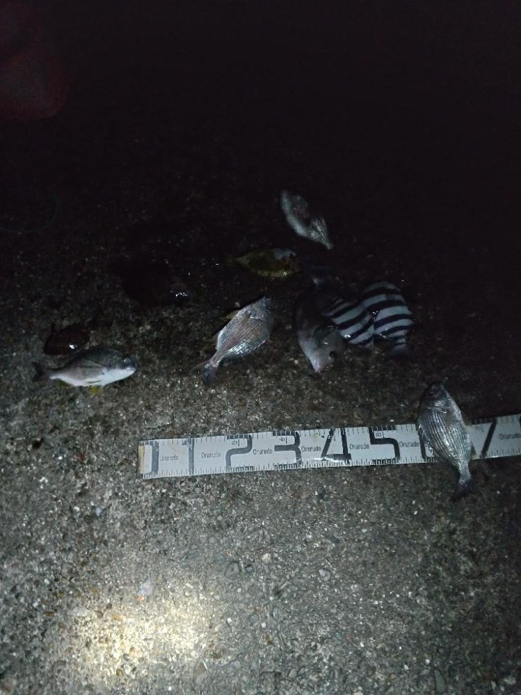 6/18釣果ヘダイサンバソウ尺アジサンノジグレ