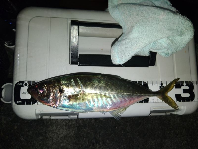 (泣尺アジ)フロートゲーム~