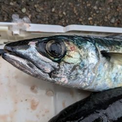 イサキ仕掛けで五目釣り