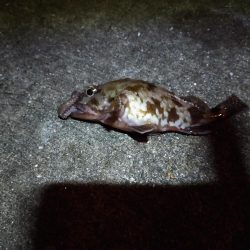 夜釣り　短時間釣行