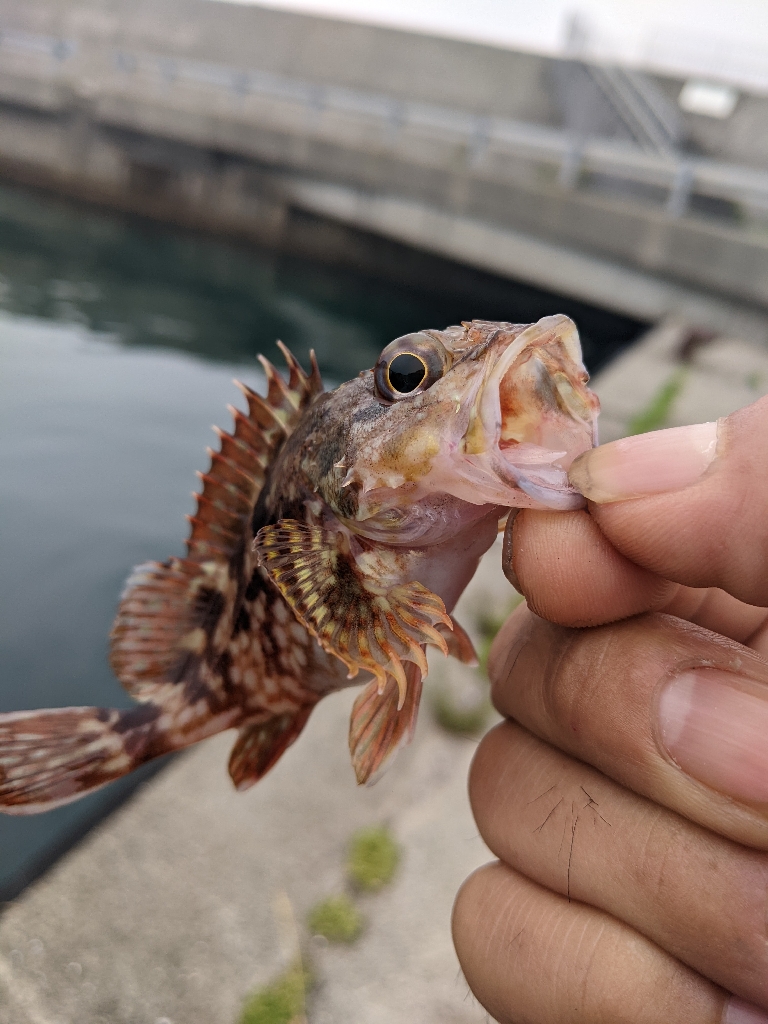 え?アジわ?…#$=@#$