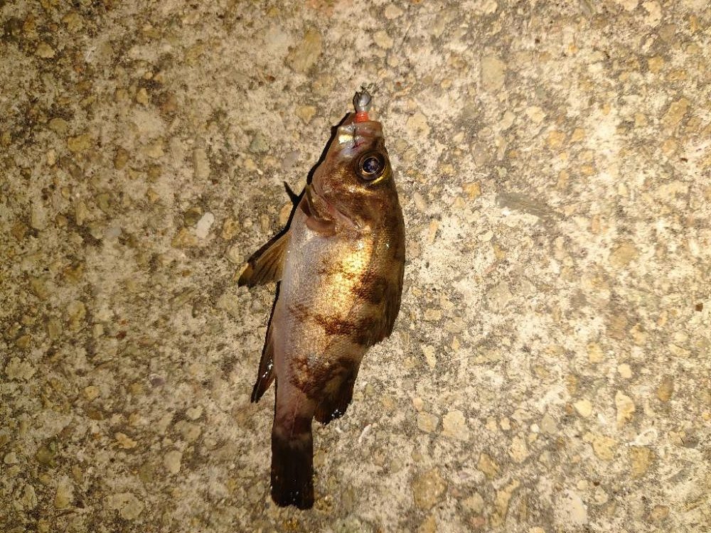 ショアジギとメバリング