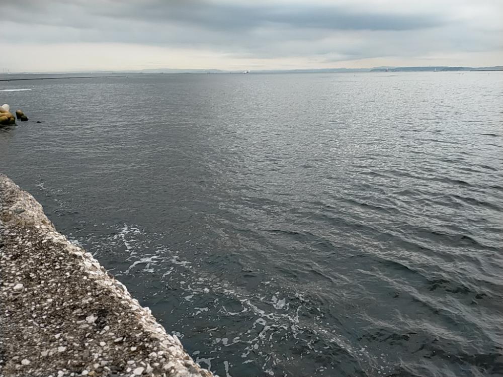 ベイトが接岸してました