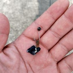 武庫川一文字で落とし込み釣り