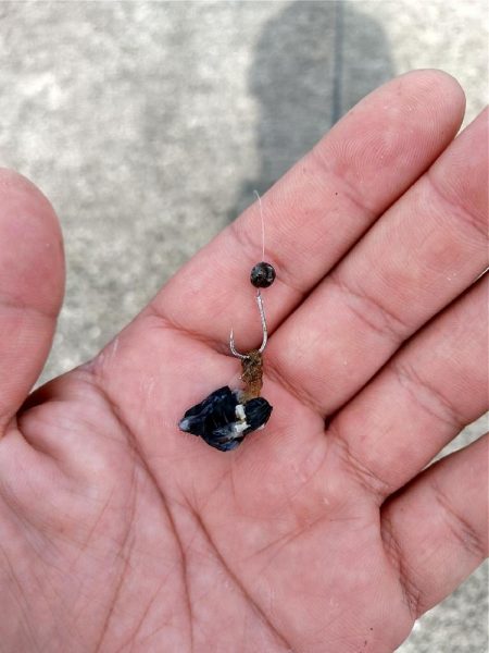 武庫川一文字で落とし込み釣り