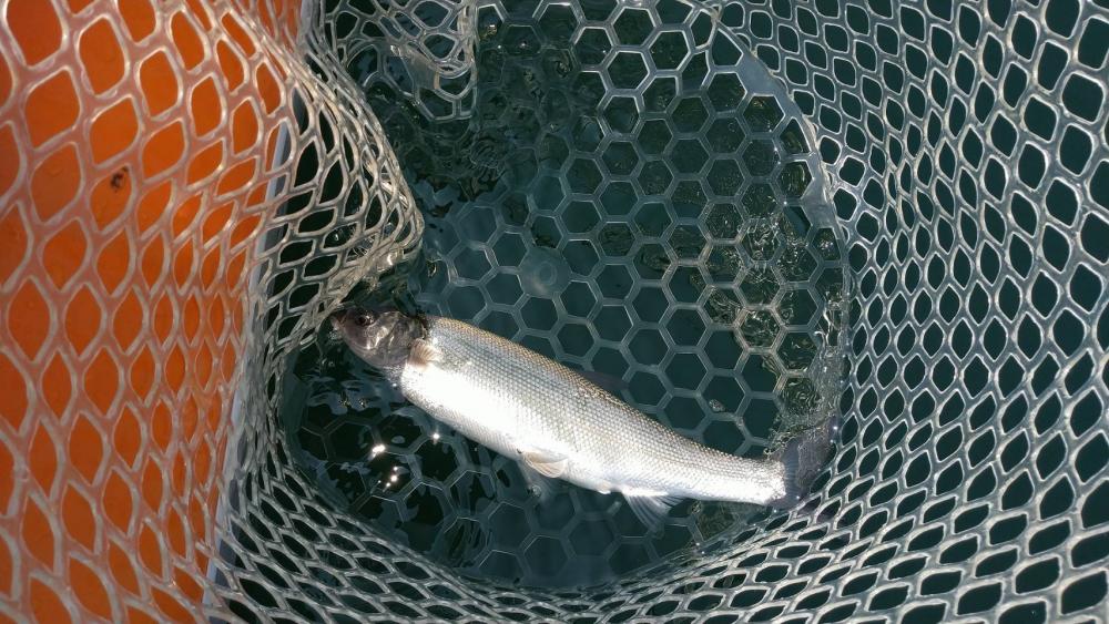 ビワマスジギング