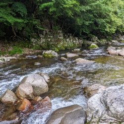 飛騨川漁協　支流鮎解禁