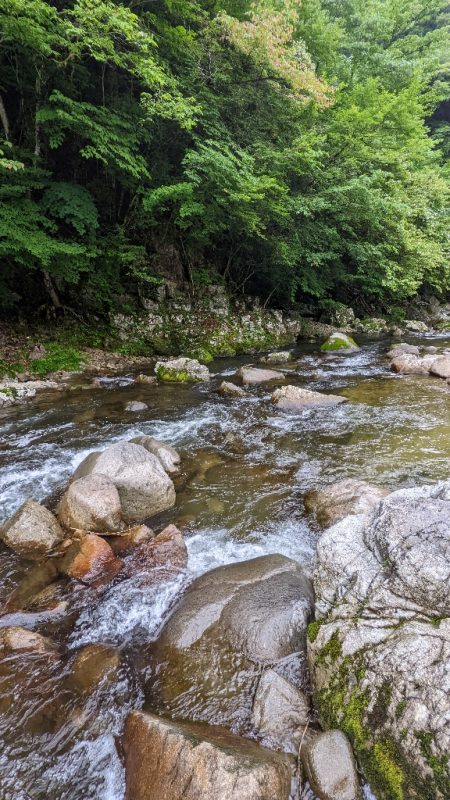 飛騨川漁協　支流鮎解禁