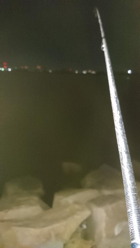 チニング安定釣果