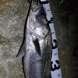 シーバス　チヌが早巻きバイブに!