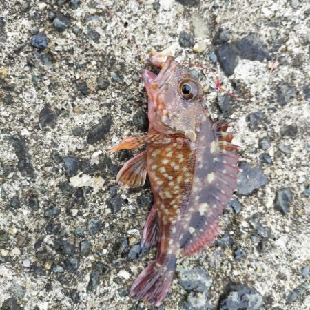 淡路島波止釣り　渋かった。。。