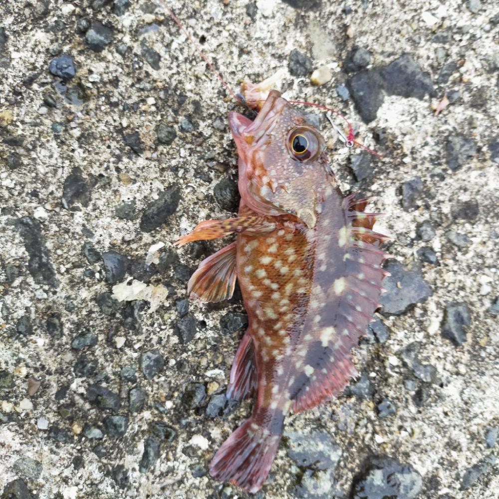 淡路島波止釣り　渋かった。。。