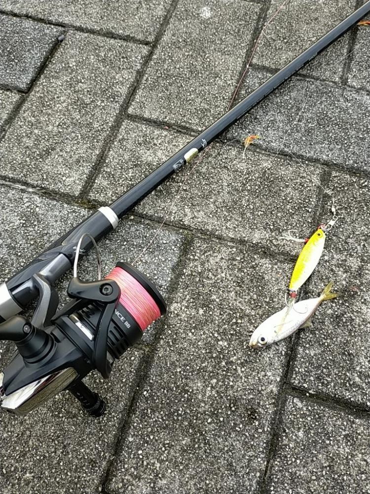 想定外の朝タコ