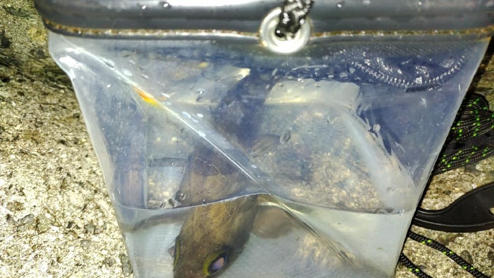 メバリング@樽井