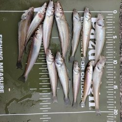 アジ後キス@泉大津