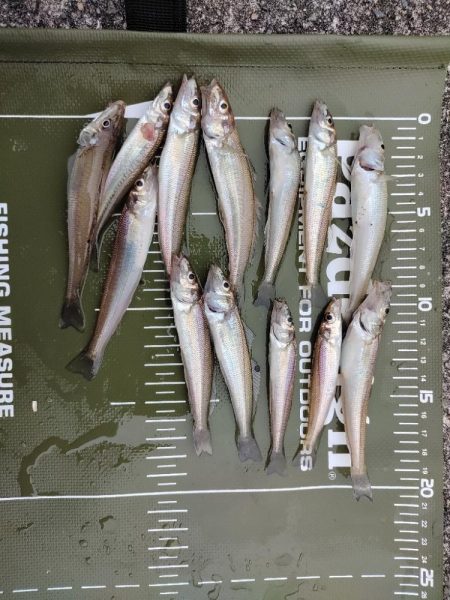 アジ後キス@泉大津