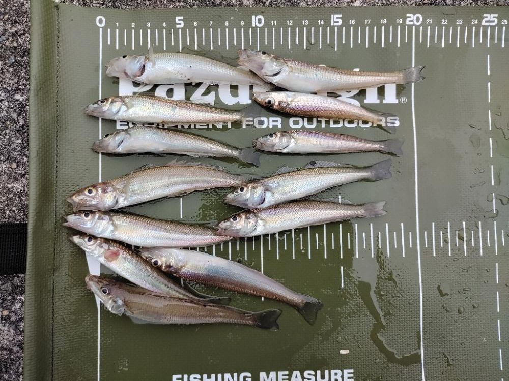 アジ後キス@泉大津