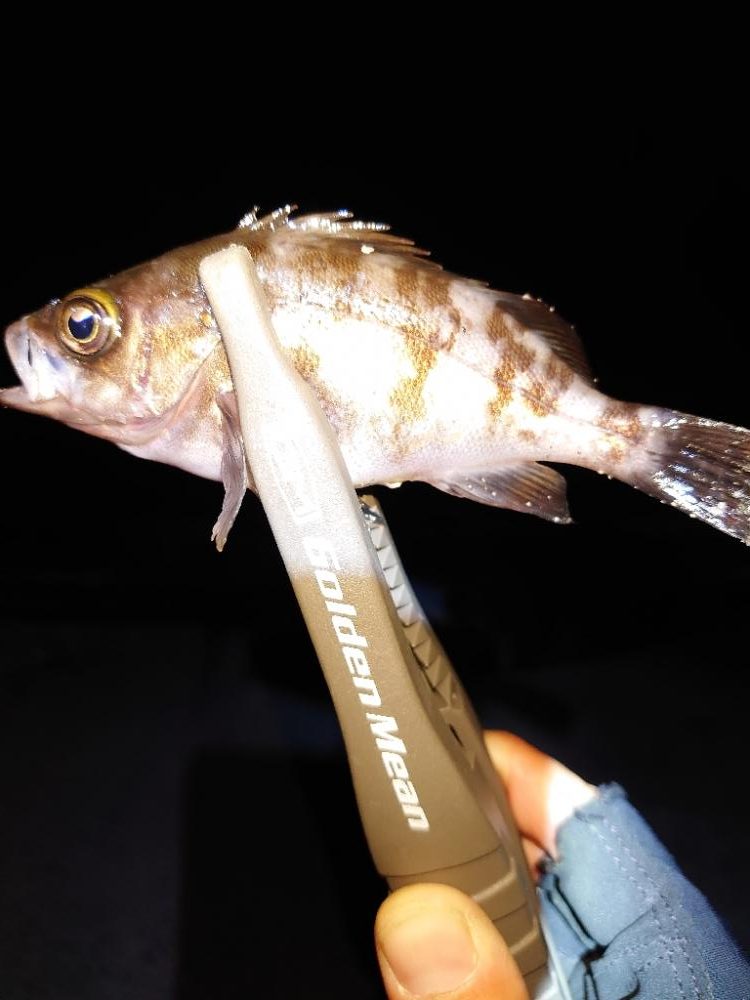 ショアジギとメバリング