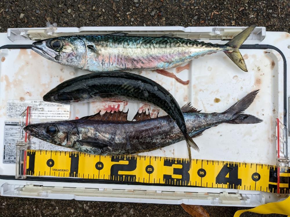 今シーズン初クロムツ